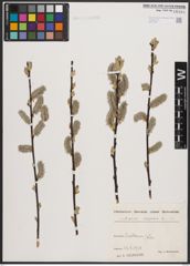 Foto von Salix caprea L.